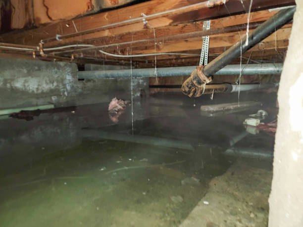 Best Local water damage restoration  in Middleport, OH